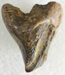 Baby Unerupted Triceratops Tooth - Montana #18540-1